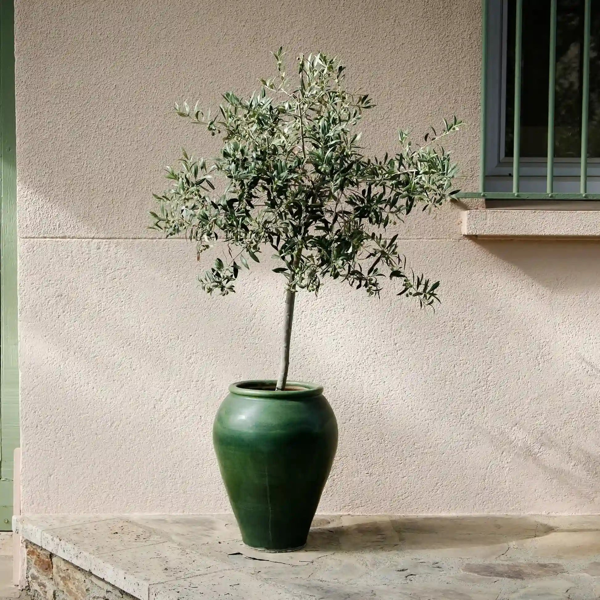 Memorial Tree Planting Kit as Memory Gifts for Friends